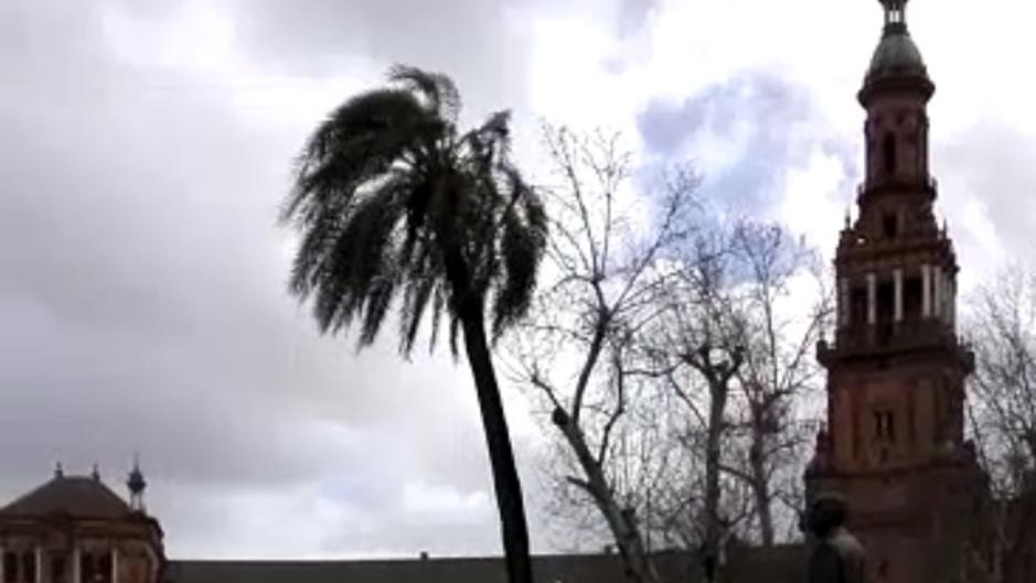 La espectacular caída de una palmera de la Plaza de España de Sevilla