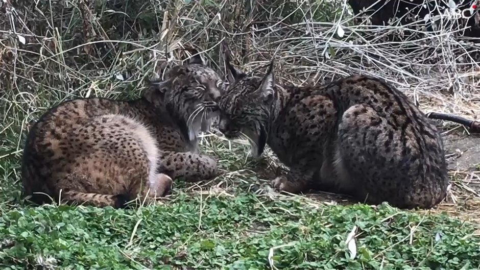 Tu deber como humano es salvar a otras especies