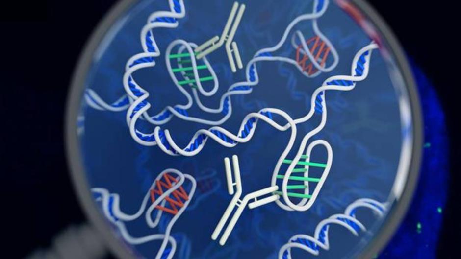 Descubren una nueva y sorprendente estructura en nuestro ADN