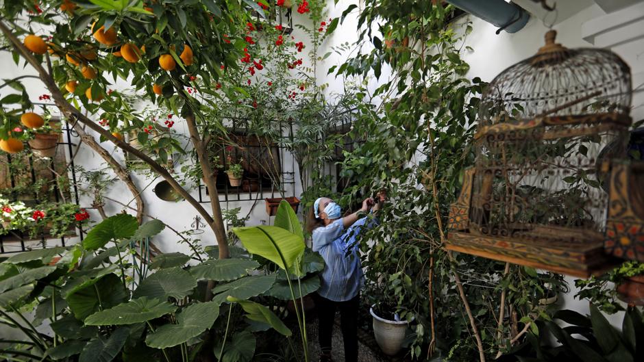 Patios de la Axerquía, la utopía de la azucena y el rosal sombrío en la era distópica