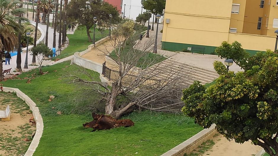 El temporal de viento que azota la provincia de Cádiz derriba un árbol en Puerto Real